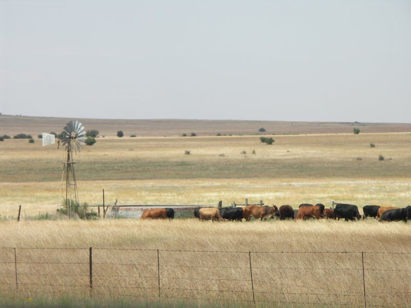 File:South Africa-Free State-Cattle01.jpg