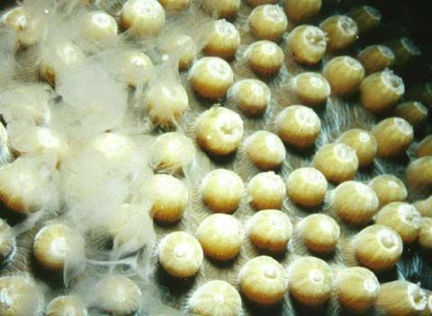 File:Stony coral spawning 2.jpg