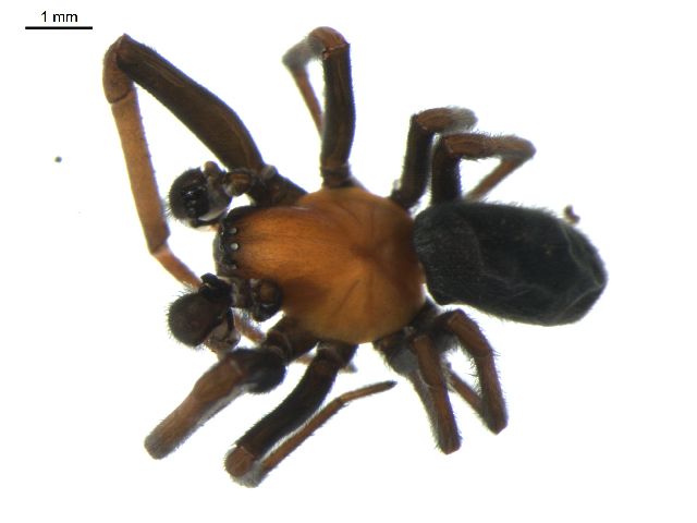 File:Titanoeca americana 1.jpg