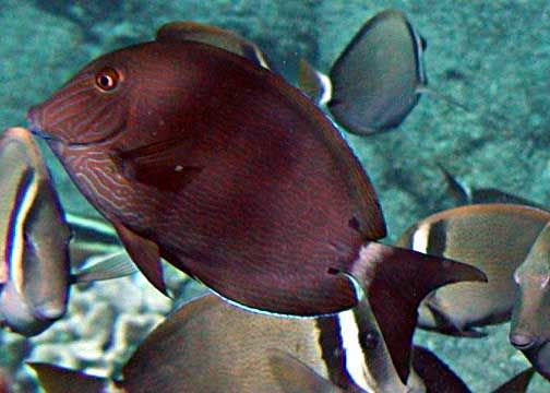 File:Acanthurus nigroris by NPS.jpg