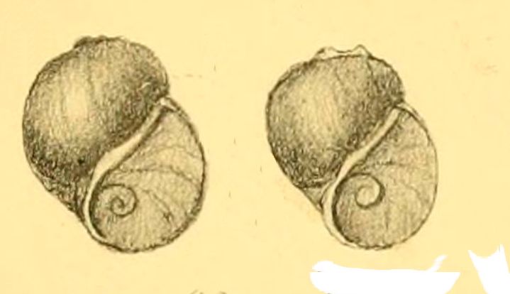 File:Amauropsis georgiana 001.jpg