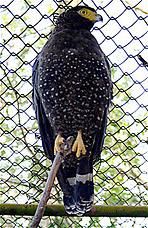 File:Andaman Serpent-eagle (Spilornis elgini) low res.jpg