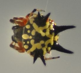 File:Austracantha minax (yellow).jpg