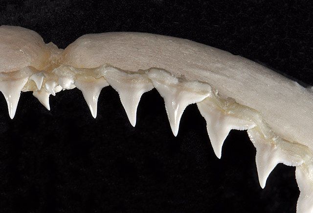 File:Carcharhinus brachyurus upper teeth.jpg