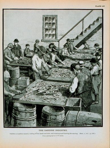 File:Children at sardine cannery cleaning herring.jpg