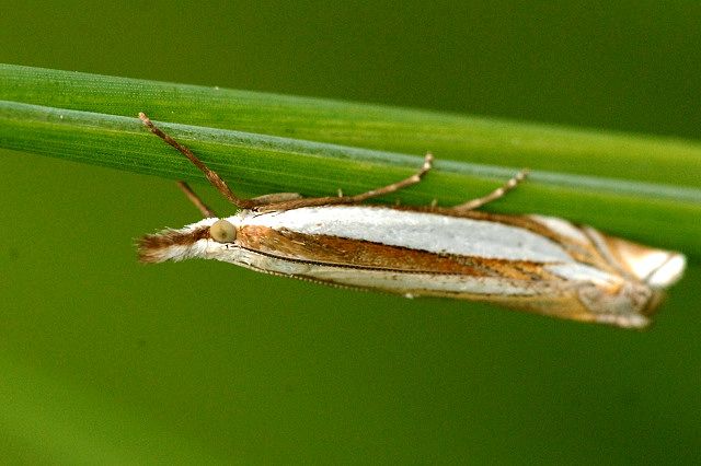 File:Crambus.pascuella.-.lindsey.jpg