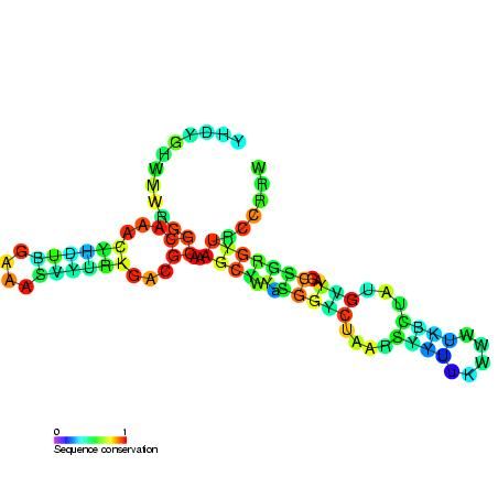 File:Cyclic di-GMP riboswitch secondary structure.jpg