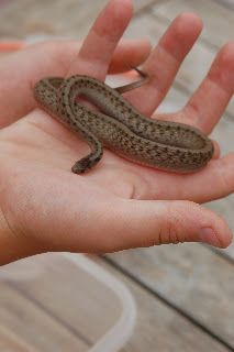 File:Eastern Brown Snake.jpg