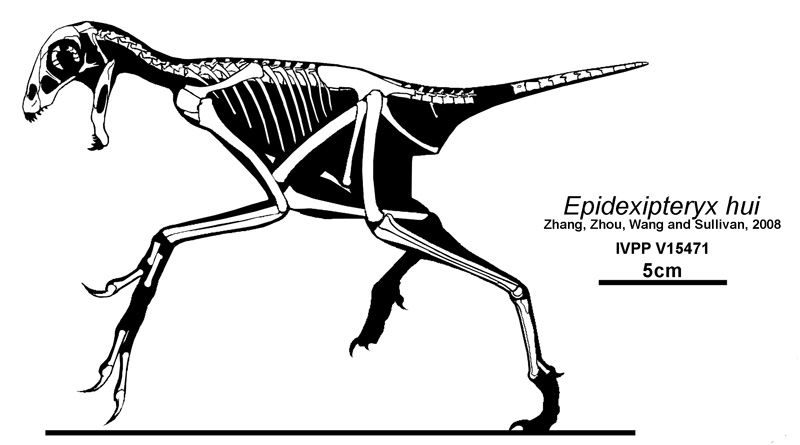 File:Epidexipteryx hui.jpg