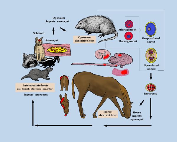 File:Equine Protozoal Myeloencephalitis life cycle.jpg