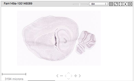 File:FAM149A protein expression in mouse brain..png