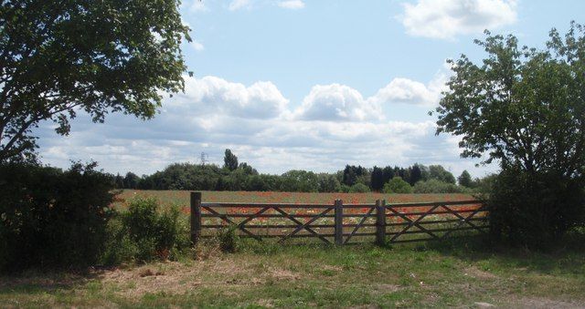 File:Field with poppies, Toft, Lincolnshire.jpg