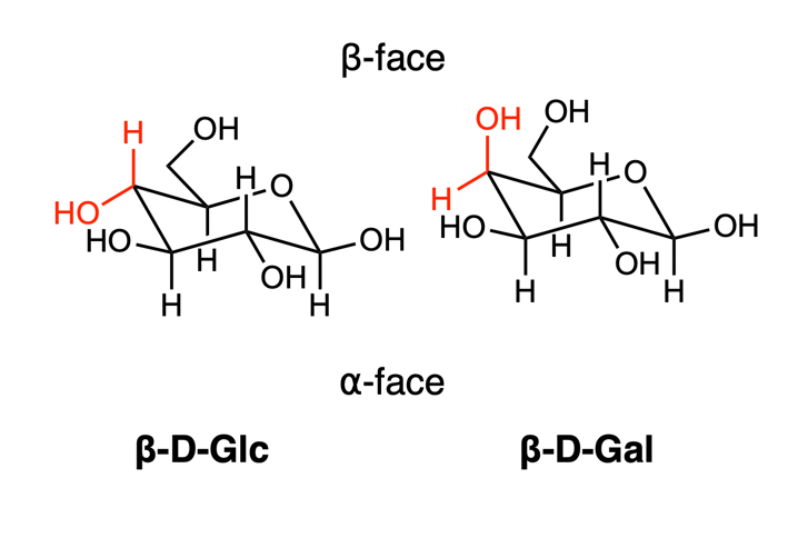 File:Glucose and galactose alpha and beta faces.png