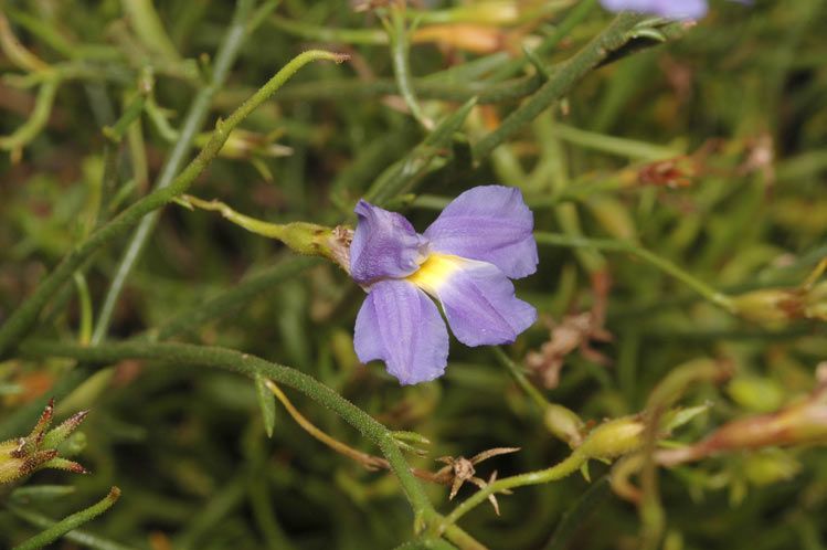 File:Goodenia coerulea.jpg