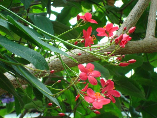 File:Jatropha interregima.JPG