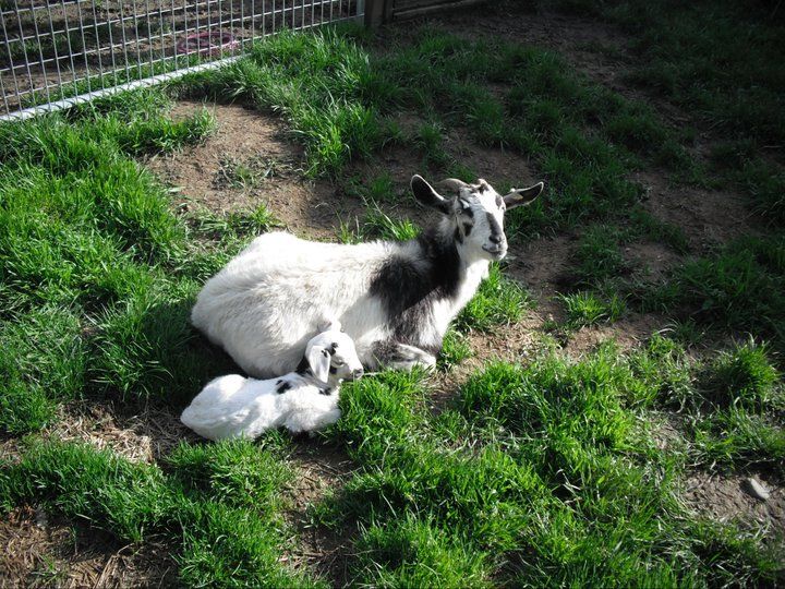 File:Kiko goat with kid USA 2011.jpg