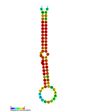 File:MiR-155 secondary structure.png