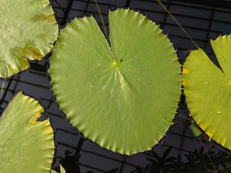 File:Nymphaeales - Nymphaea gigantea 14.jpg