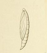 File:Oecocecis guyonella pupa.jpg