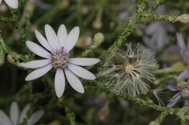 File:Olearia ramosissima.jpg