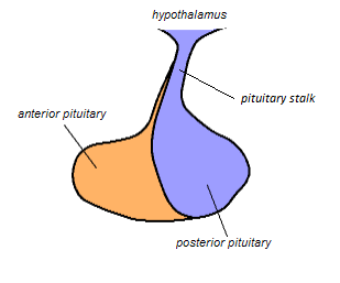 File:Pituitary Stalk.png