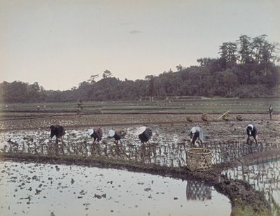 File:Planting rice; Ogawa Kazumasa.jpg