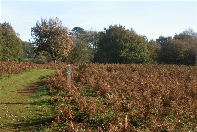 File:Puttenham Common - geograph.org.uk - 81617.jpg