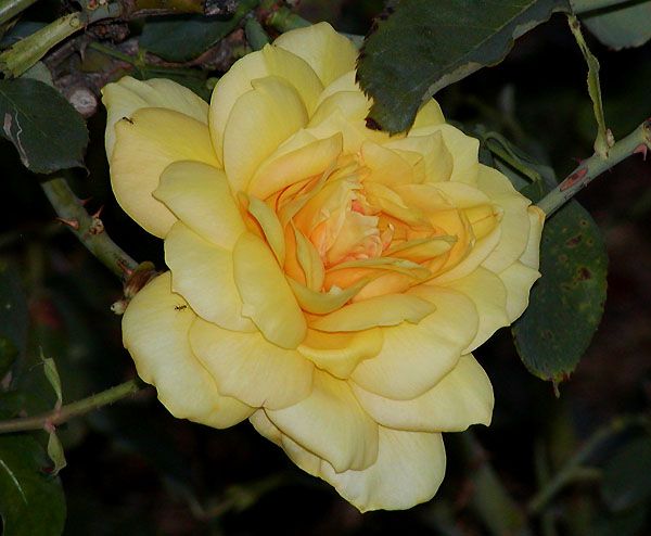 File:Rosa Gold Glow 3.jpg