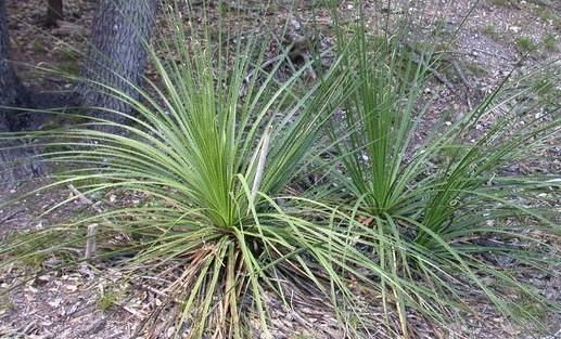 File:Texan Sotol (Dasylirion texanum).jpg