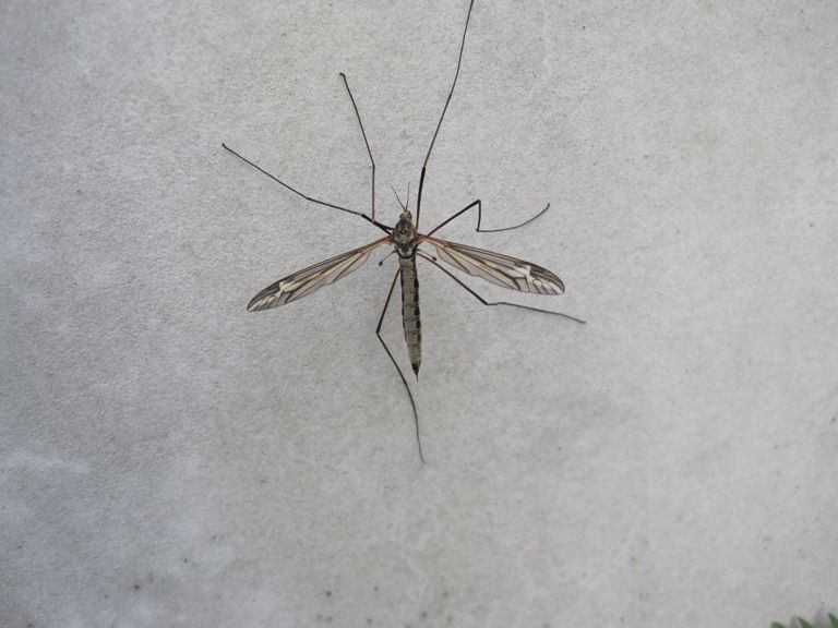 File:Tipula vittata.jpg