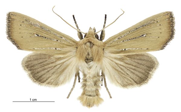 File:Tmetolophota blenheimensis male.jpg