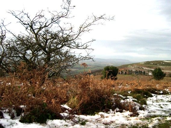 File:UplandQuantocks.jpg