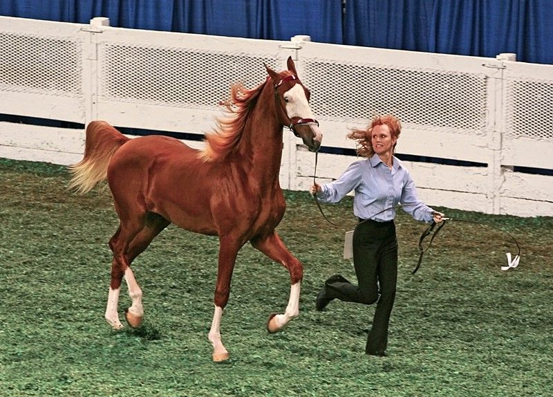 File:2 year old saddlebred (chestnut sabino) (2920125212).jpg