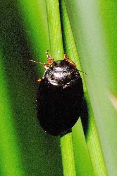 File:Agabus.bipustulatus.jpg