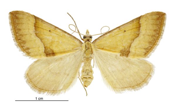 File:Anachloris subochraria female LRNZ.jpg