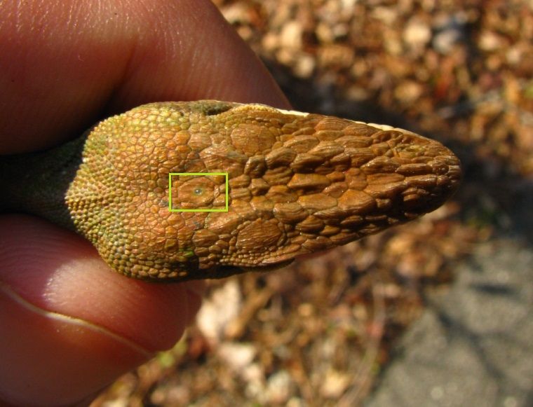 File:Anolis carolinensis parietal eye.JPG