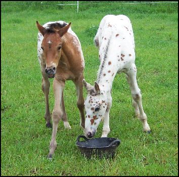 File:Appaloosa Foals.jpg