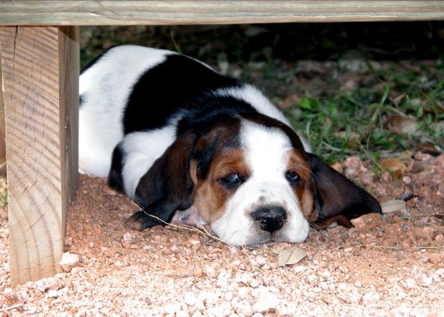 File:Basset Pup 001.jpg