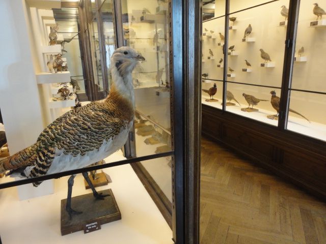 File:Birds at naturhistorisches2.JPG