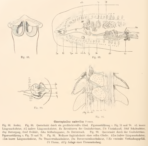 File:Chaetophallus umbrellus.png