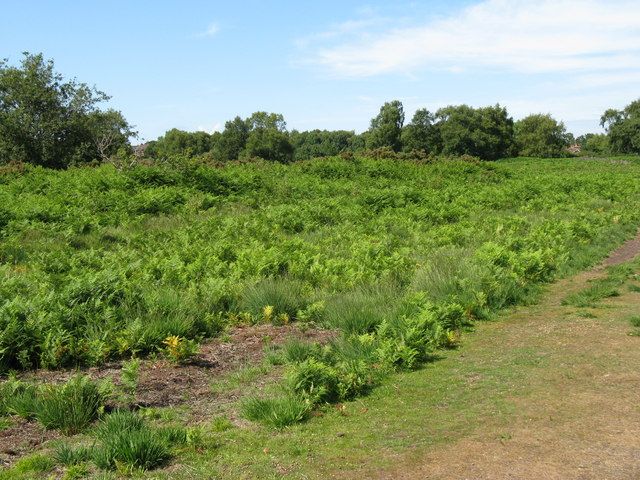 File:Chailey Common - geograph.org.uk - 1391050.jpg