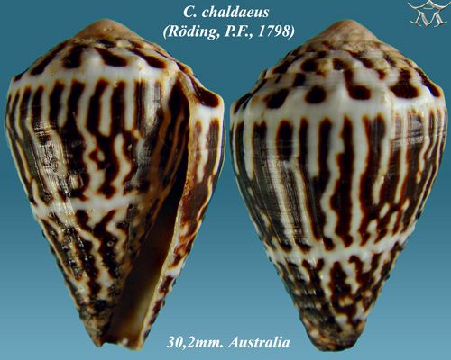 File:Conus chaldaeus 1.jpg