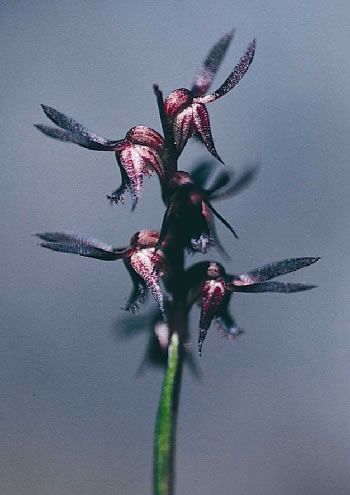 File:Corunastylis rhyolitica.jpg