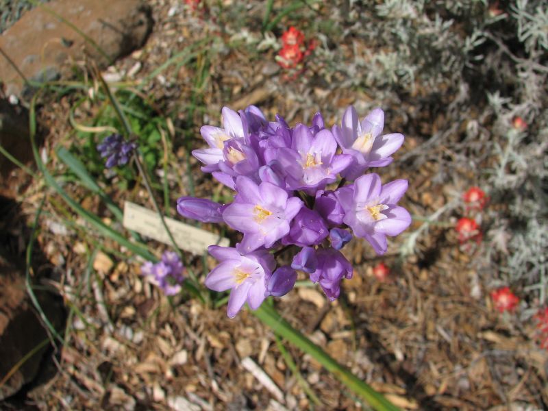 File:Dichelostemma capitatum capitatum 2.jpg