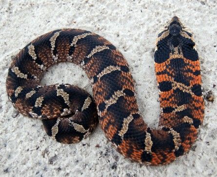 File:Eastern Hognose Snake.jpg