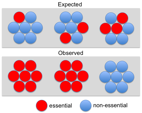 File:Essential proteins in yeast complexes.png