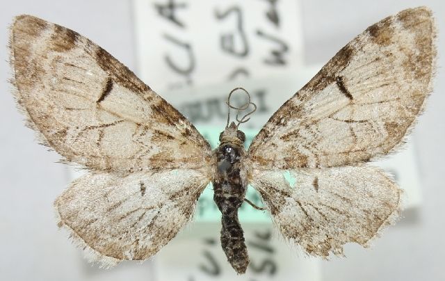 File:Eupithecia insigniata insignioides Wehrli, 1923.jpg