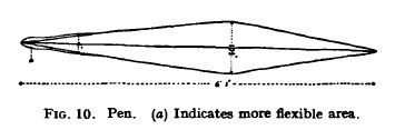 File:Gladius of giant squid, 1935.jpg