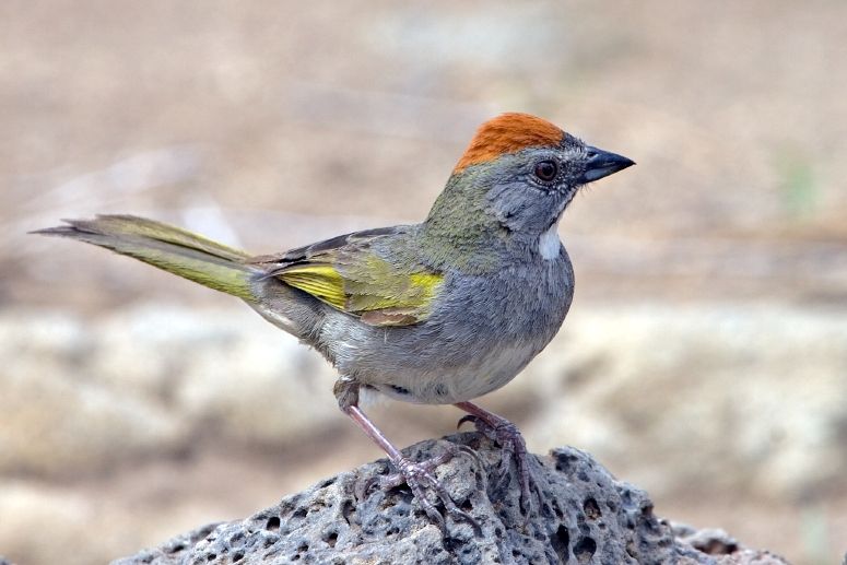 File:Green-tailed Towhee.jpg