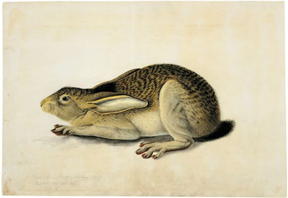 File:John James Audubon - Black-Tailed Hare.jpg